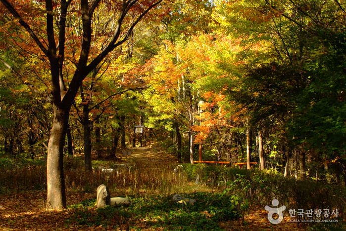A Visitor's Guide to Cheongdam Park (청담공원)