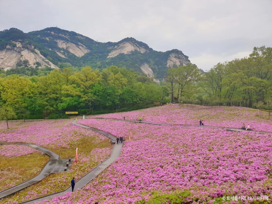A Visitor's Guide to Buramsan Butterfly Garden (불암산나비정원)